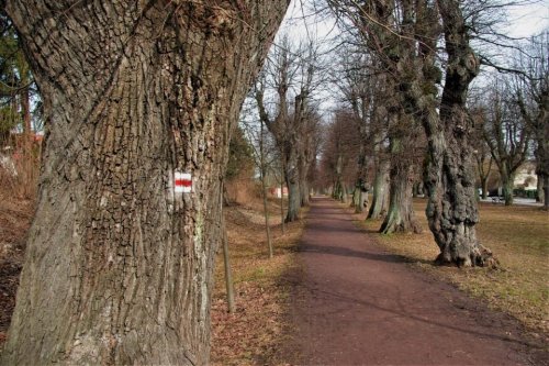 Valdštejnova alej v Jičíně je nejstarším historickým stromořadím u nás. Tvoří ji na devět set lip
